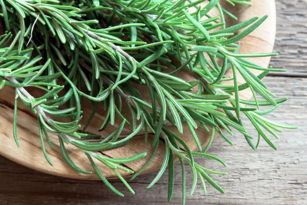 Aromatic Rosemary