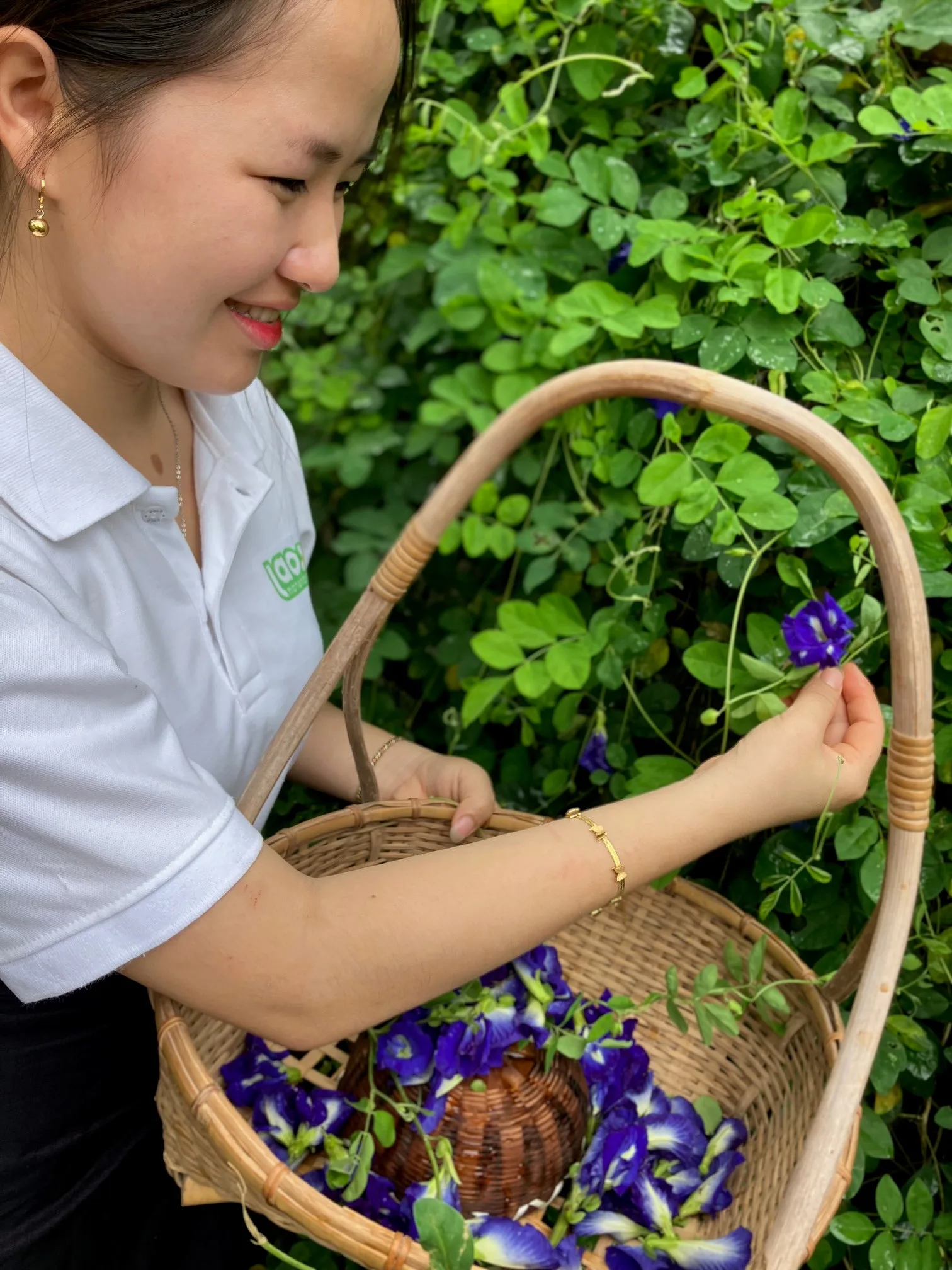 【TROPIKA】バタフライピー